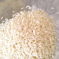 برنج طارم هاشمی دوباره کشت نوج|خوردنی و آشامیدنی|بابل, |دیوار