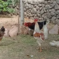 خروس گلین