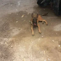 توله مالینیوز بلژیکی|سگ|جیرفت, |دیوار