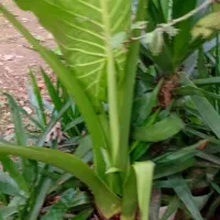 گل طبیعی|گل و گیاه طبیعی|رشت, کوی مهر|دیوار