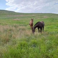 اسب|اسب و تجهیزات اسبسواری|شیروان (خراسان), |دیوار