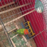 طوطی برزیلی|پرنده|پاکدشت, پاکدشت (مامازند)|دیوار