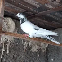 تیدی پیور خالص