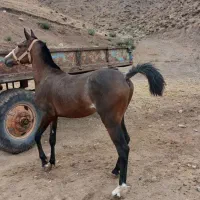 اسب