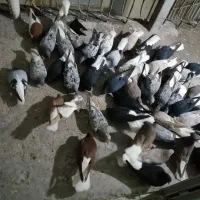 کبوتر دم سفید|پرنده|کرمانشاه, |دیوار