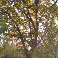 درخت گردو|خدمات باغبانی و درختکاری|یامچی, |دیوار