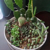 باکس گل کاکتوس طبیعی و گلدان گل