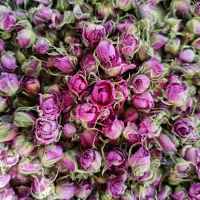 بهترین گل محمدی