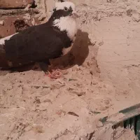 کبوتر عرب و سفید پلاکی و پوشتی|پرنده|بناب, |دیوار