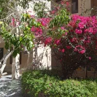 هرس درخت .گل هایتان و ابیاری و .. تمیز کاری