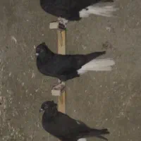 کبوتر