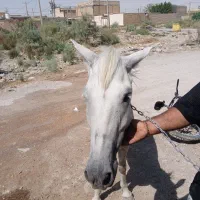 اسب مادیون ۲ساله