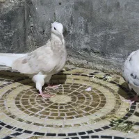 کبوتر|پرنده|ایلام, |دیوار