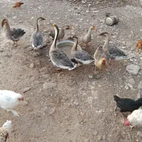 غاز