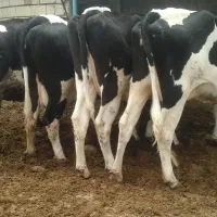 ماده گاو گوشتی و داشتی|حیوانات مزرعه|بیرجند, |دیوار