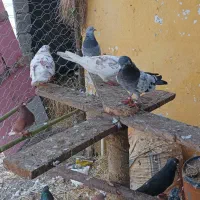 کبوترپرشی تهران وکاشان|پرنده|پرهسر, |دیوار