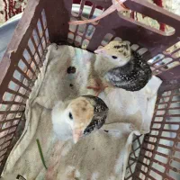 بوقلمون 35 روزه قبراق شیطون