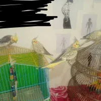 فروش عروس هلندی ، فنچ، مرغ عشق