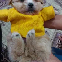 توله شیتزو مالتیز جنسیت نر