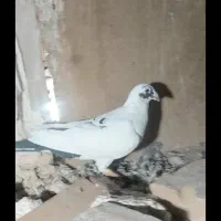 پلنگ سیاه نر|پرنده|نیشابور, ابراهیمی|دیوار