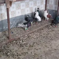 فروش کبوتر|پرنده|شیراز, نارنجستان|دیوار