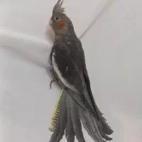 طوطی عروس|پرنده|نظرآباد, رسالت|دیوار