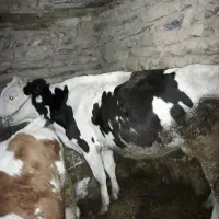 گاوباگوساله|حیوانات مزرعه|سنندج, |دیوار