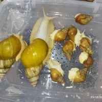 حلزون آچاتینا