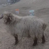 یک قوچ جوان کیلوی ۶۵۰ بفروش می‌رسد|حیوانات مزرعه|منج, |دیوار