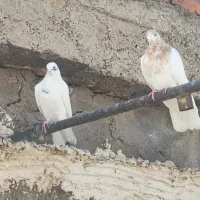 چند جفت کفتر|پرنده|ساوه, |دیوار