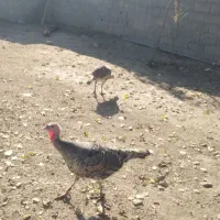 یک جفت بوقلمون ماده|حیوانات مزرعه|رامیان, |دیوار