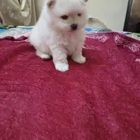 پامر خرسی سایز کوچولو