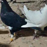 ۲۵تا دورگ پرشی دانه ۱۸۰|پرنده|مشهد, کوشش|دیوار