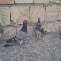 کفتر فروشی