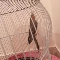 عروس هلندی طوسی|پرنده|تبریز, |دیوار