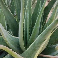 فروش ژل و برگ آلورا