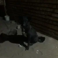 توله ۷ ماهه قهدریجانی|سگ|کاشان, شهرک خاتم الانبیا (مسکن ملی کاشان)|دیوار