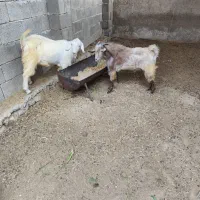 دو عدد پازن سالم و سرحال|حیوانات مزرعه|خورموج, |دیوار