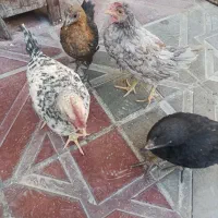 مرغ و خروس