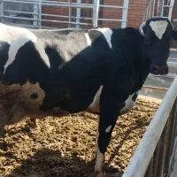 گاو چاق گوشتی درجه یک|حیوانات مزرعه|وحیدیه, |دیوار