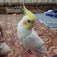 هلندی|پرنده|شادگان, |دیوار