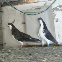 کفتر شهری|پرنده|شیراز, شهرک والفجر|دیوار