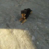 سگ شکاری|سگ|سپیدان, |دیوار