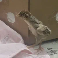 جوجه لاری