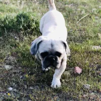 واگذاری سگ شیتزو