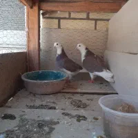 کفتر