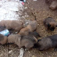 سگ نر|سگ|نوده انقلاب, |دیوار