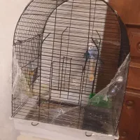 مرغ عشق|پرنده|قزوین, |دیوار