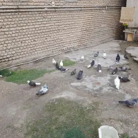 کفتر های سرحال|پرنده|بندر ترکمن, |دیوار