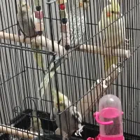 جوجه مرغ عروس|پرنده|آران و بیدگل, |دیوار